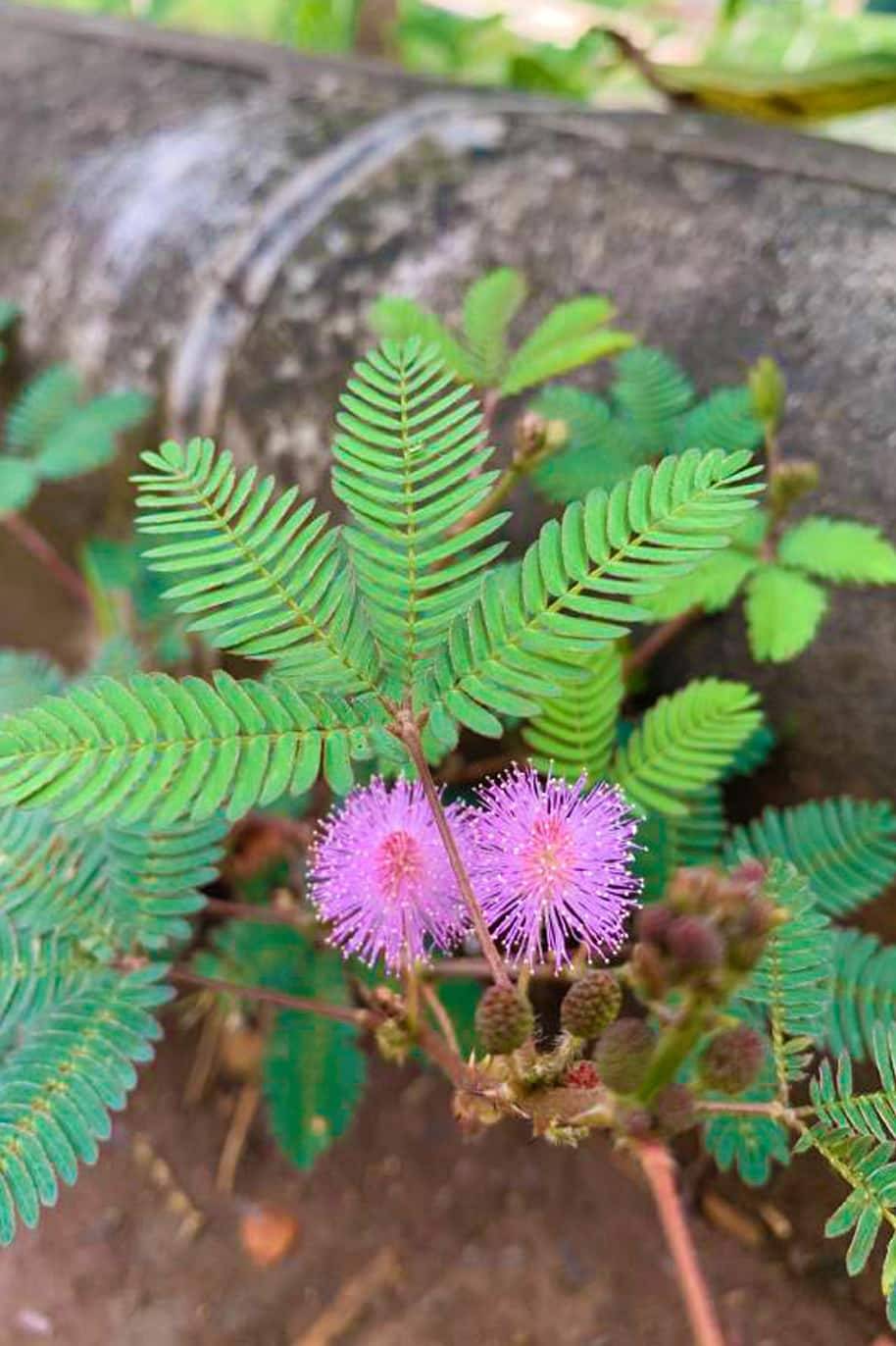 Mimosa Pudica Plant Seeds