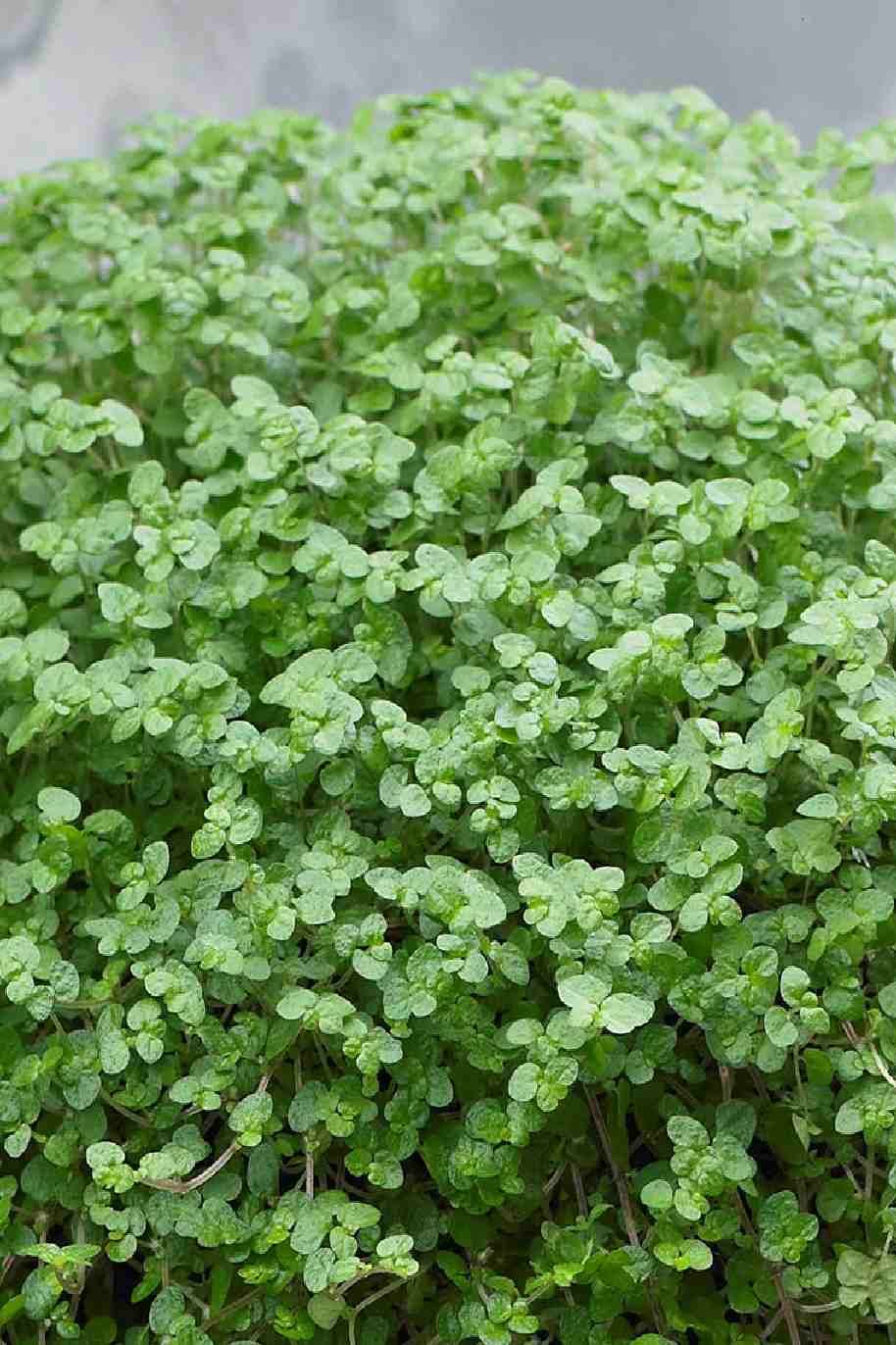 Baby Tears - Soleirolia soleirolii - image 2