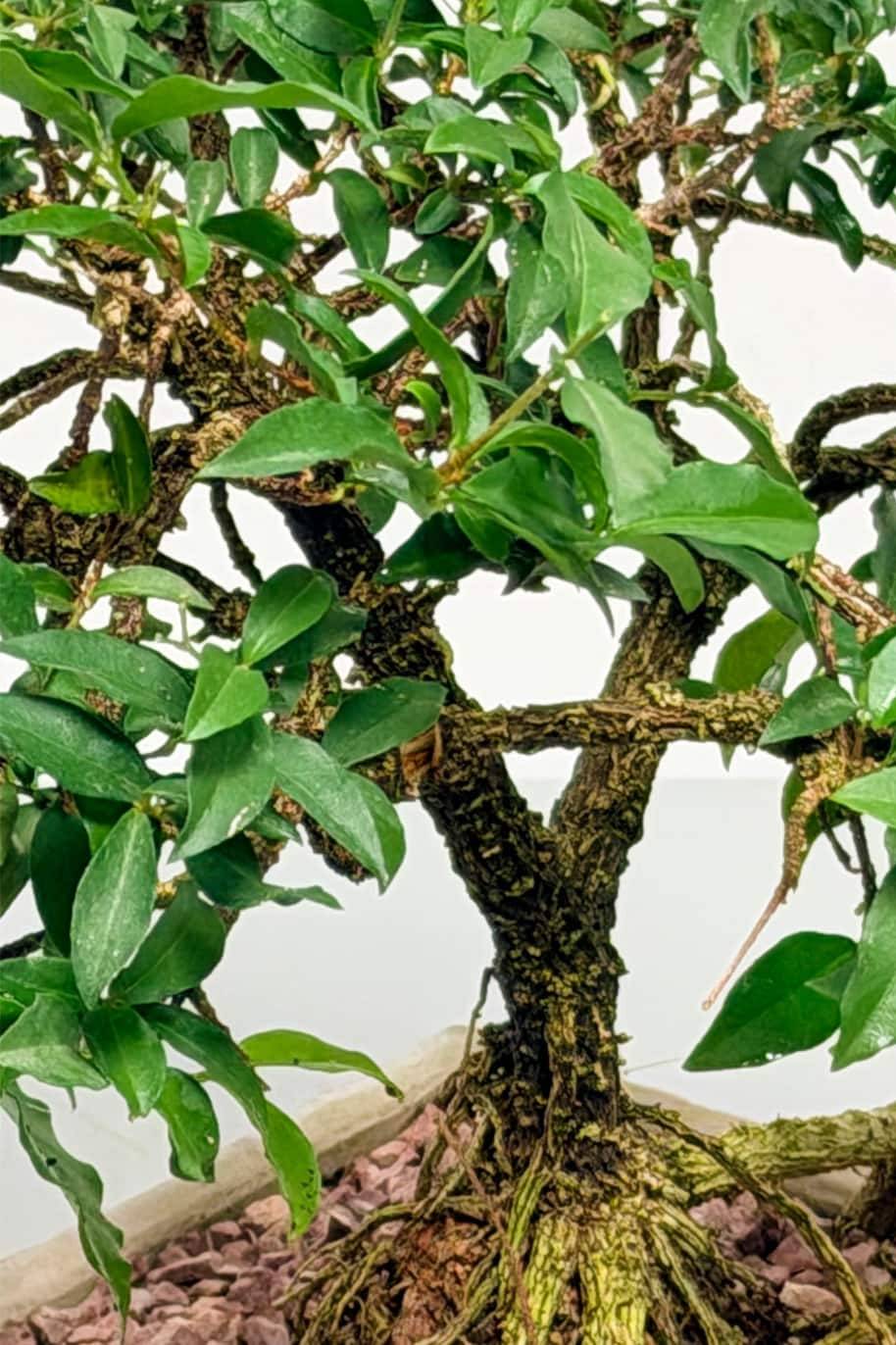 Mindfull Bloom Bonsai - Fukien Tea - image 2