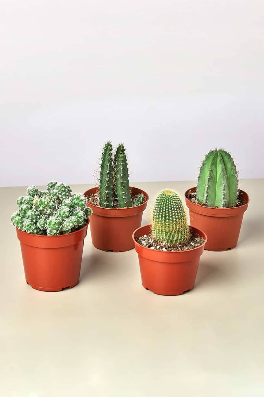 Mini Cactus Mix