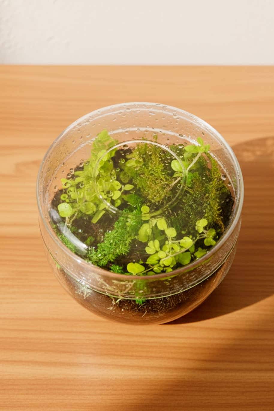 Mini Closed Glass Terrarium