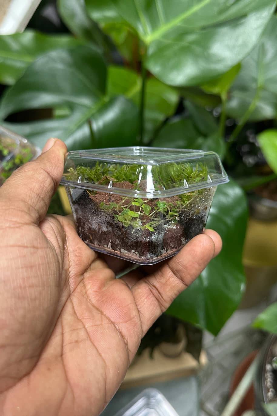 Mini Closed Terrarium - PS Terrariums - image 2