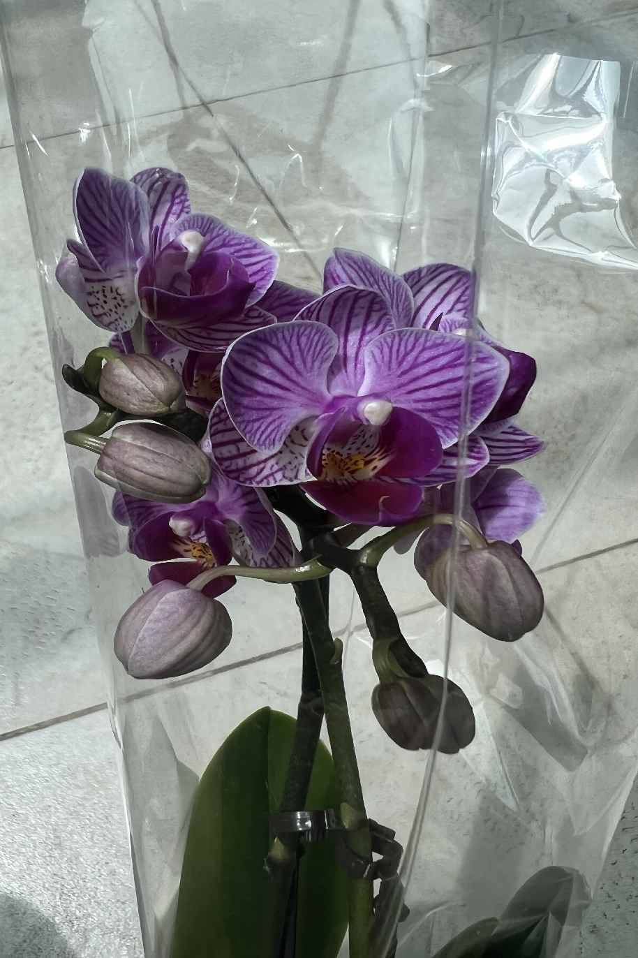 Mini Phalaenopsis Orchid