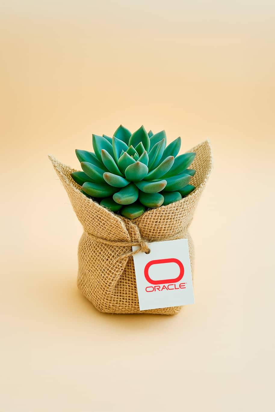 Mini Succulent Wrap