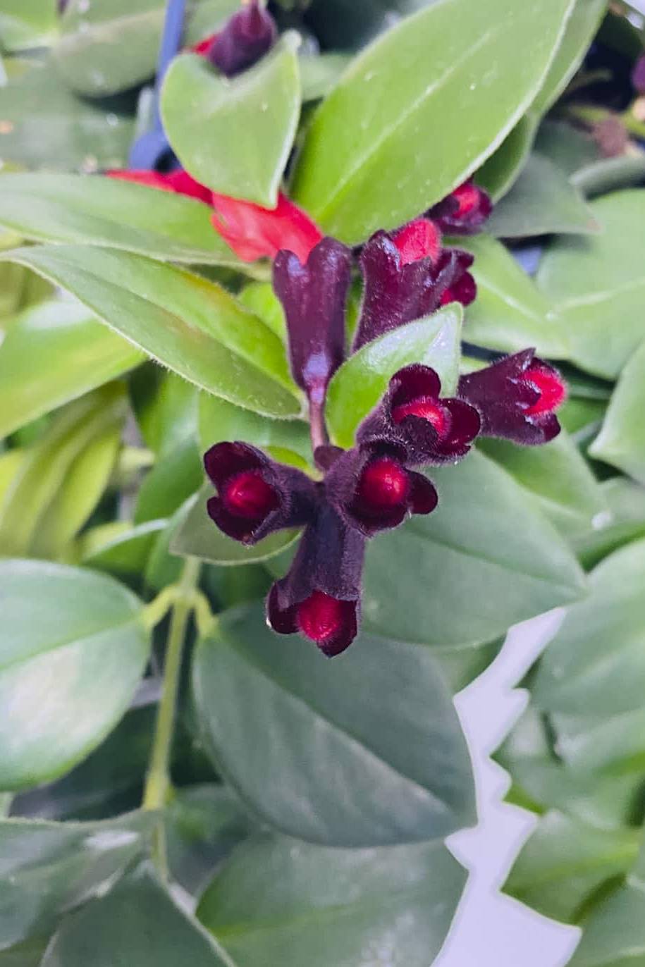 Aeschynanthus Radicans