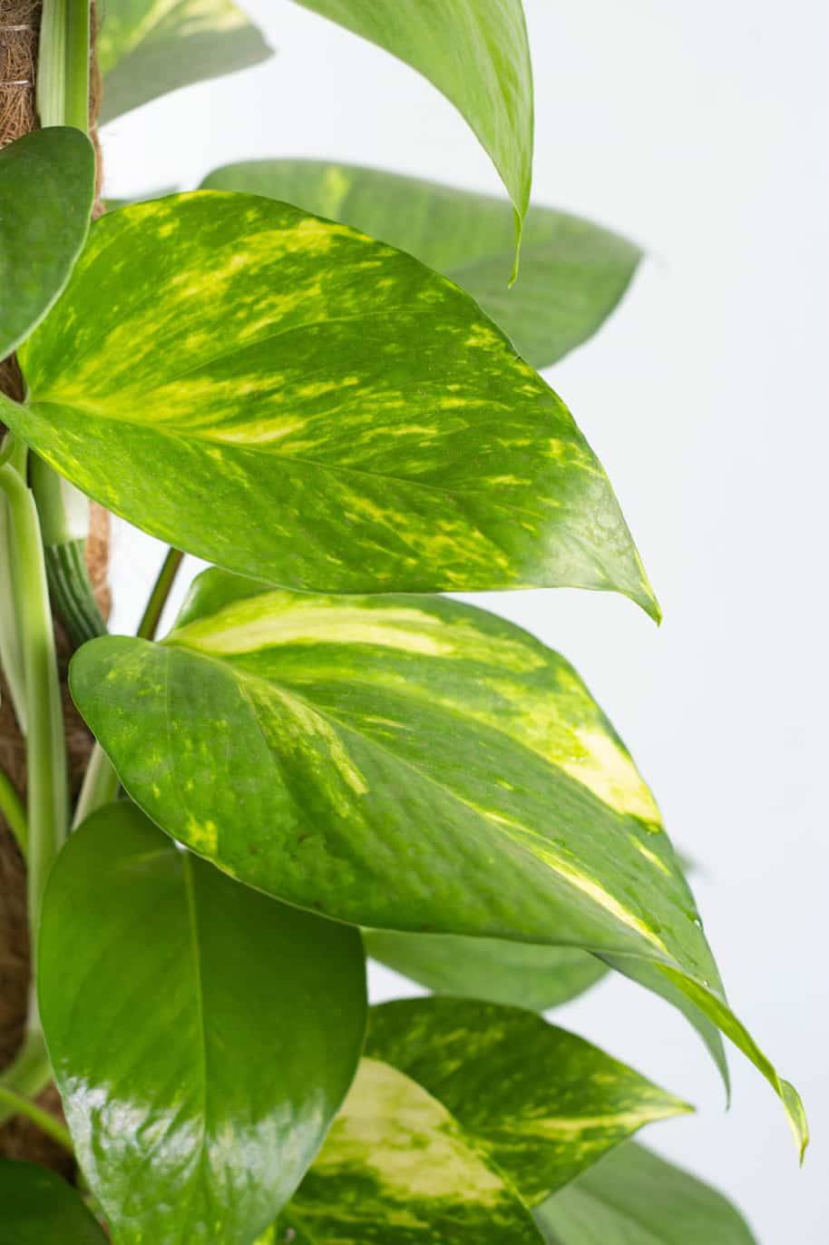 Money Plant - Holland