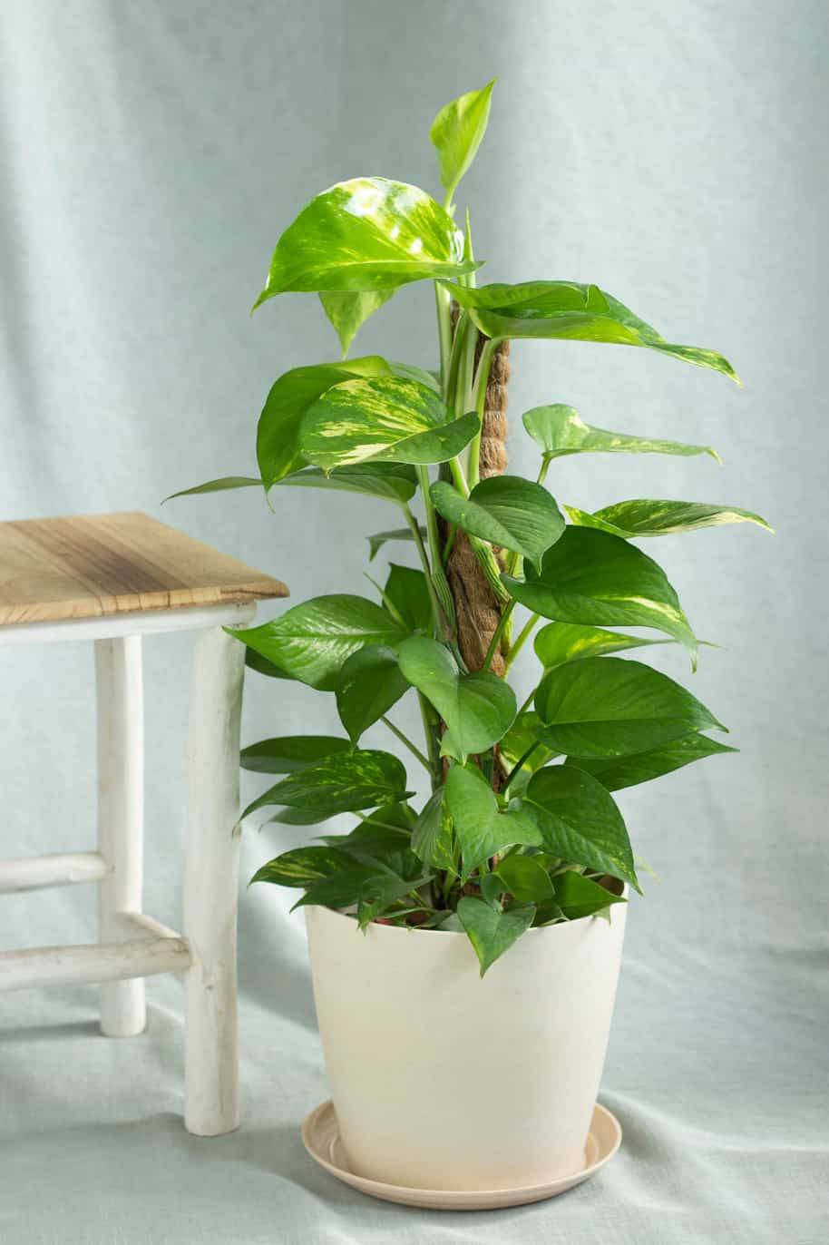 Money Plant - Holland
