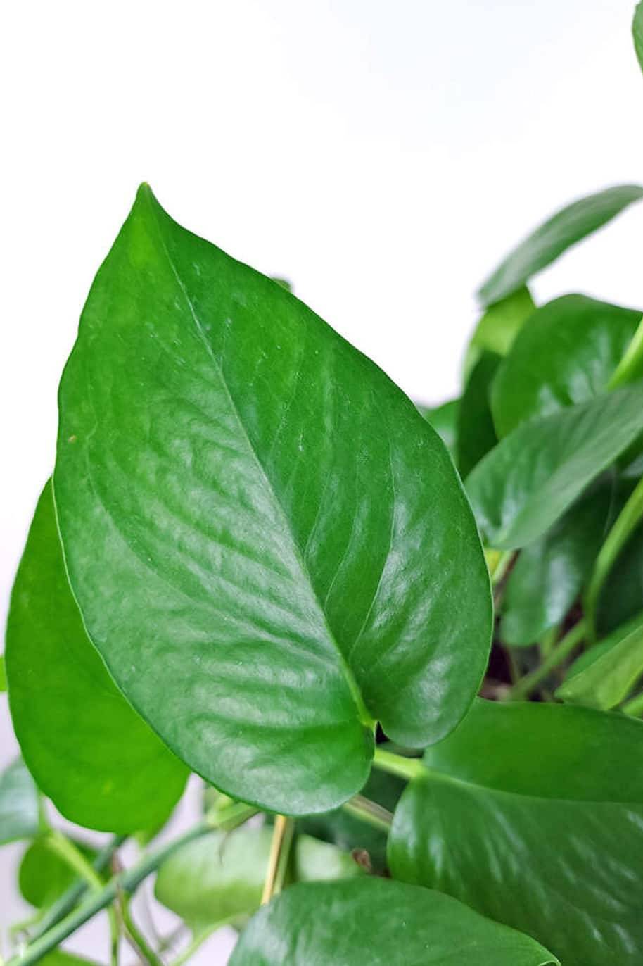 Pothos