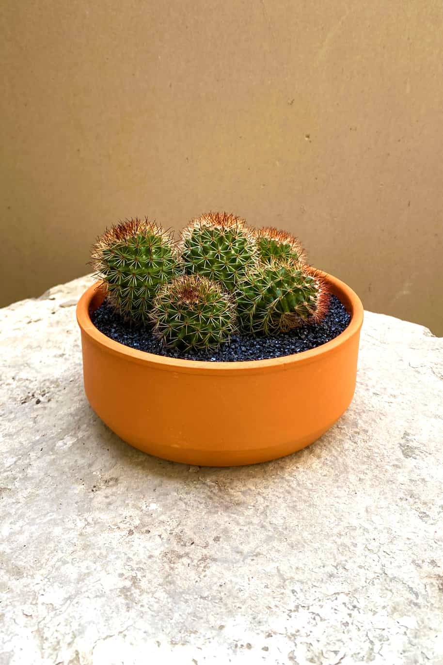 Mono Cactus
