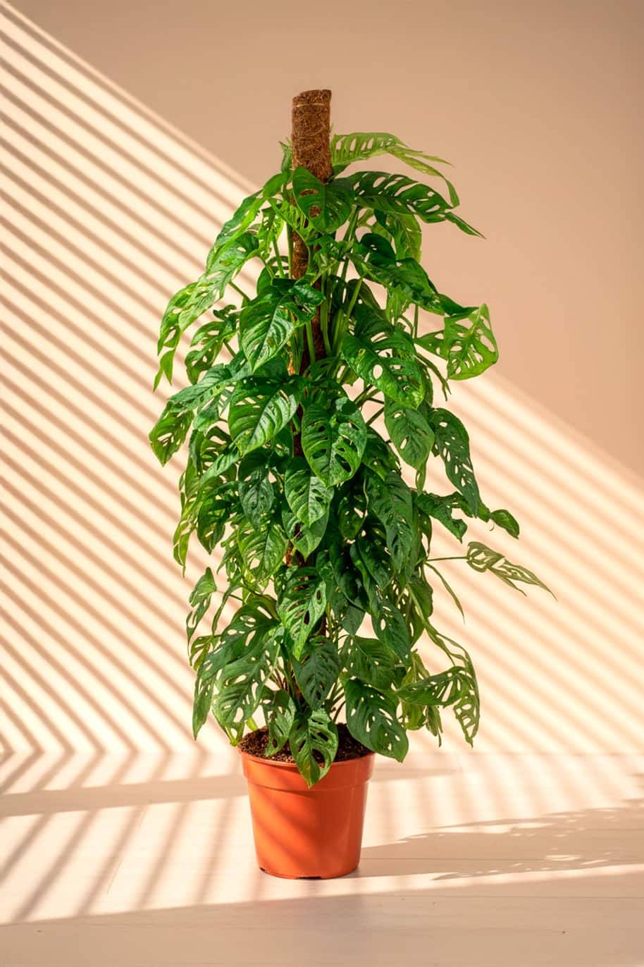 Monstera Adansonii Tall