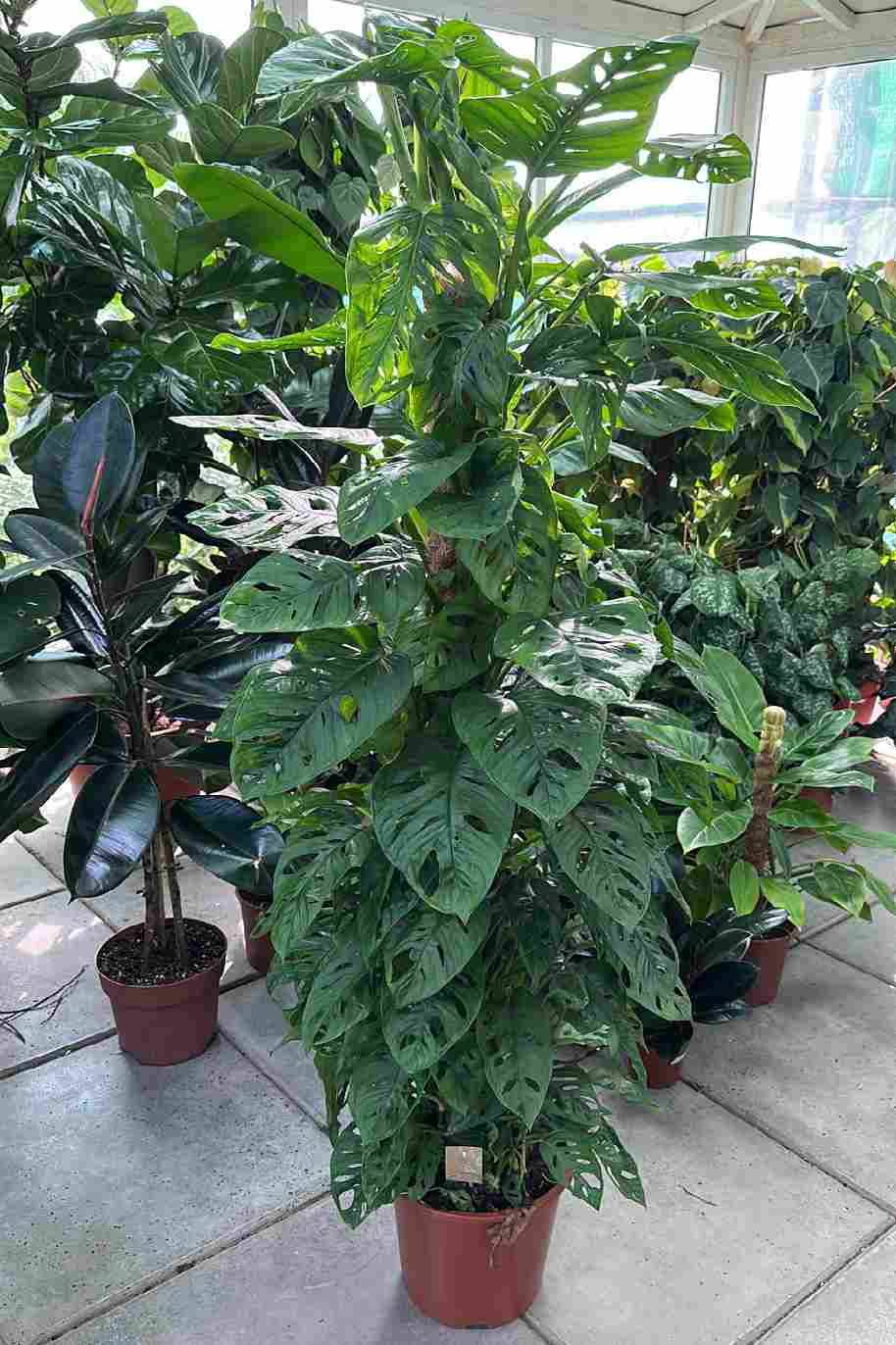 Monstera Adansonii Tall