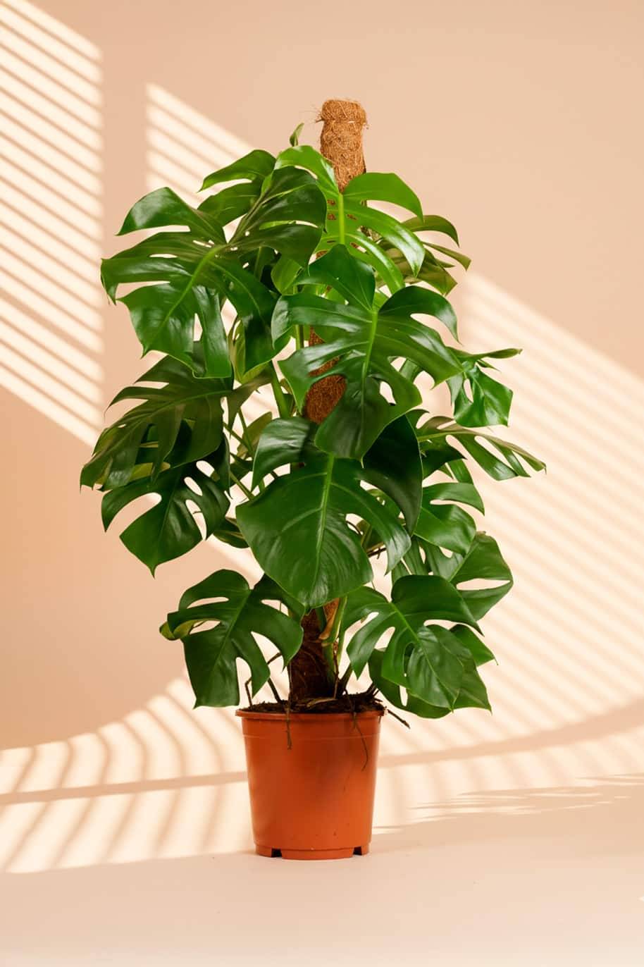 Monstera Pertusum