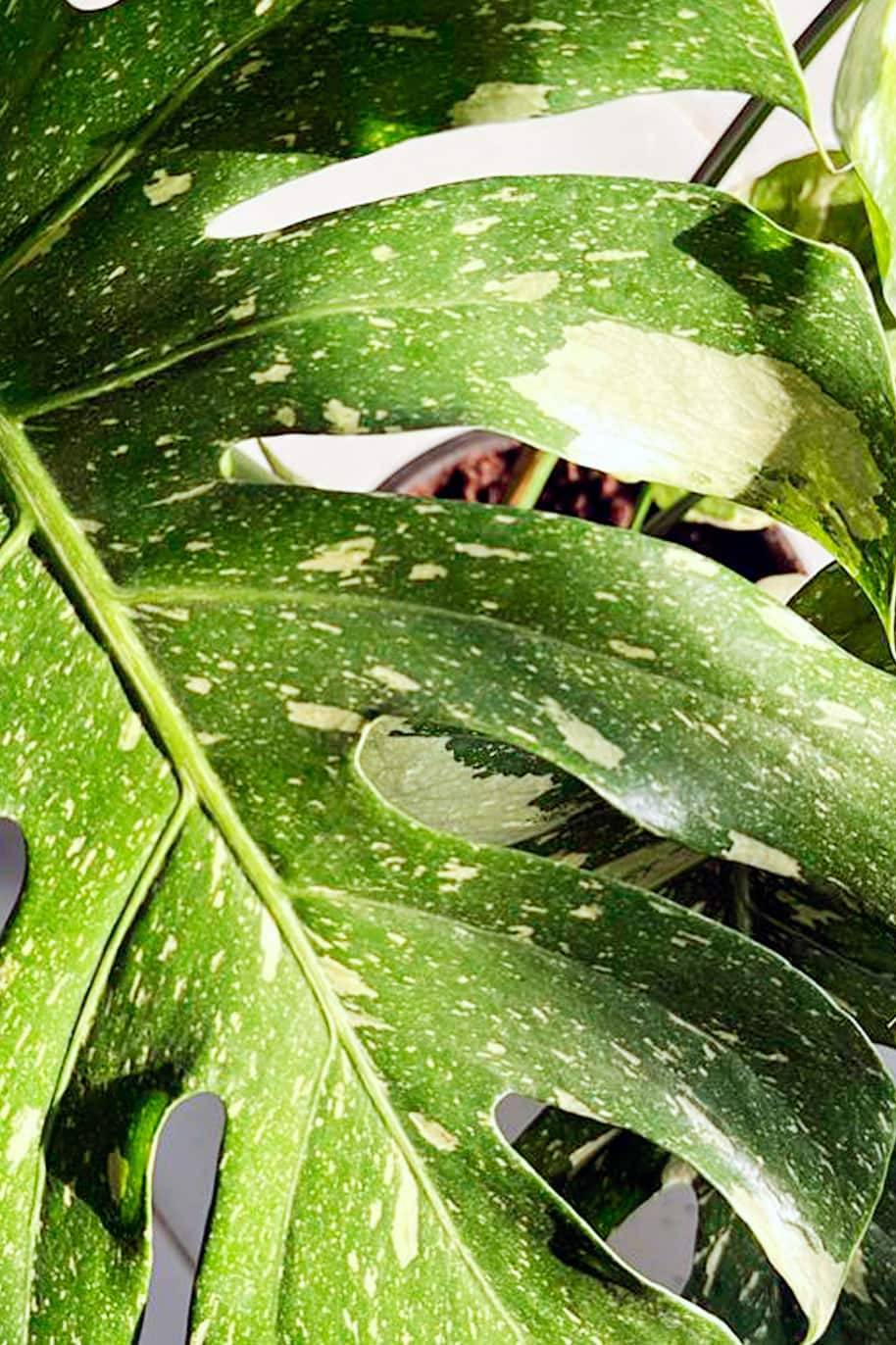 Monstera Thai Constellation - Monstera - image 2