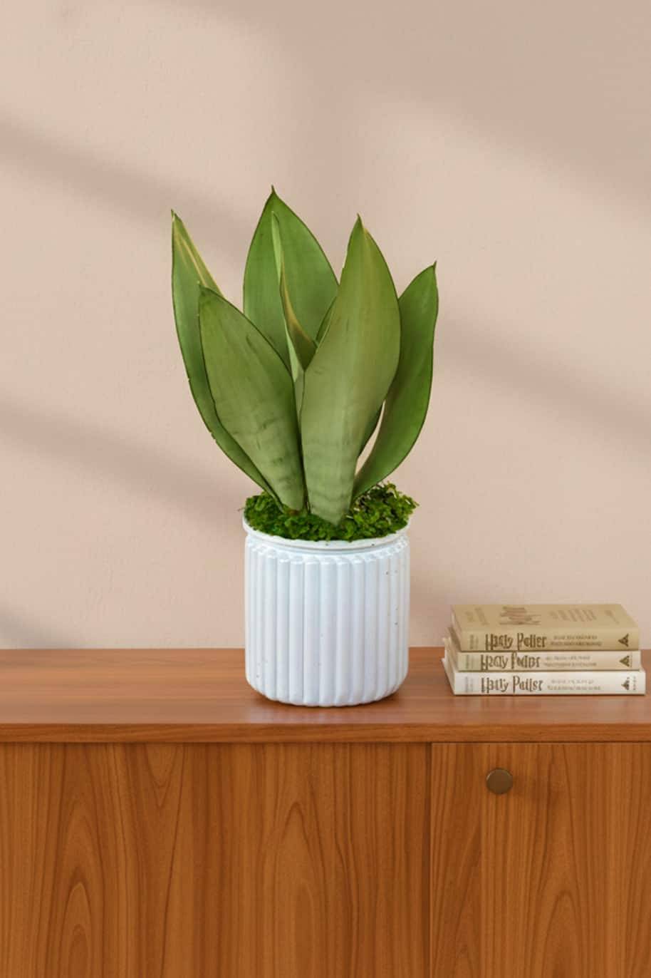 Moonshine Self Watering