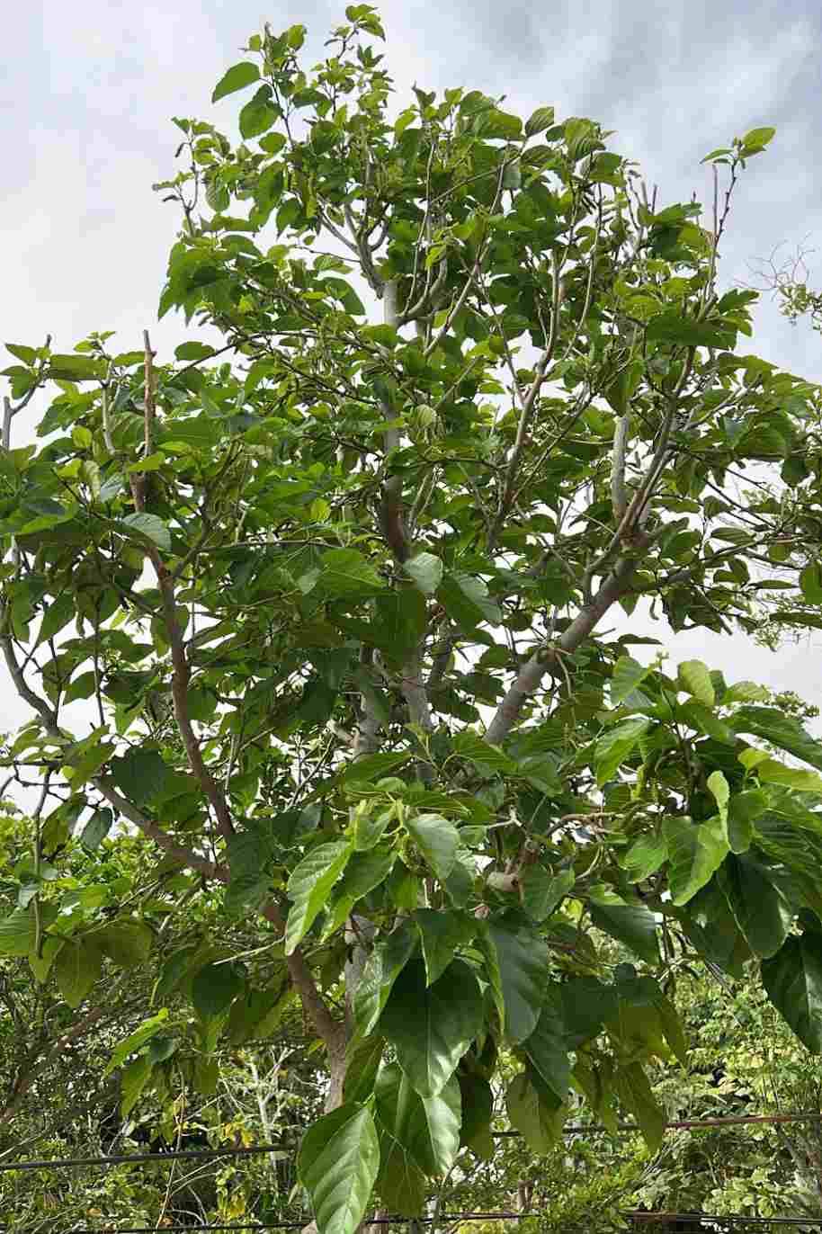 Morus alba Tree Or Mulberry Tree توت