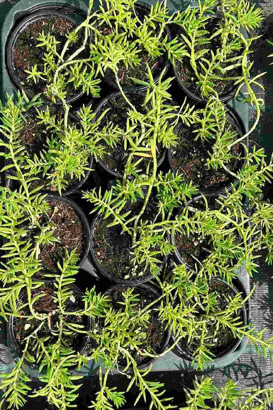 Moss Rose Purslane