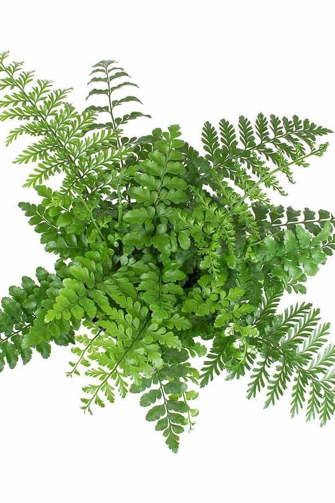 Asplenium Parvati