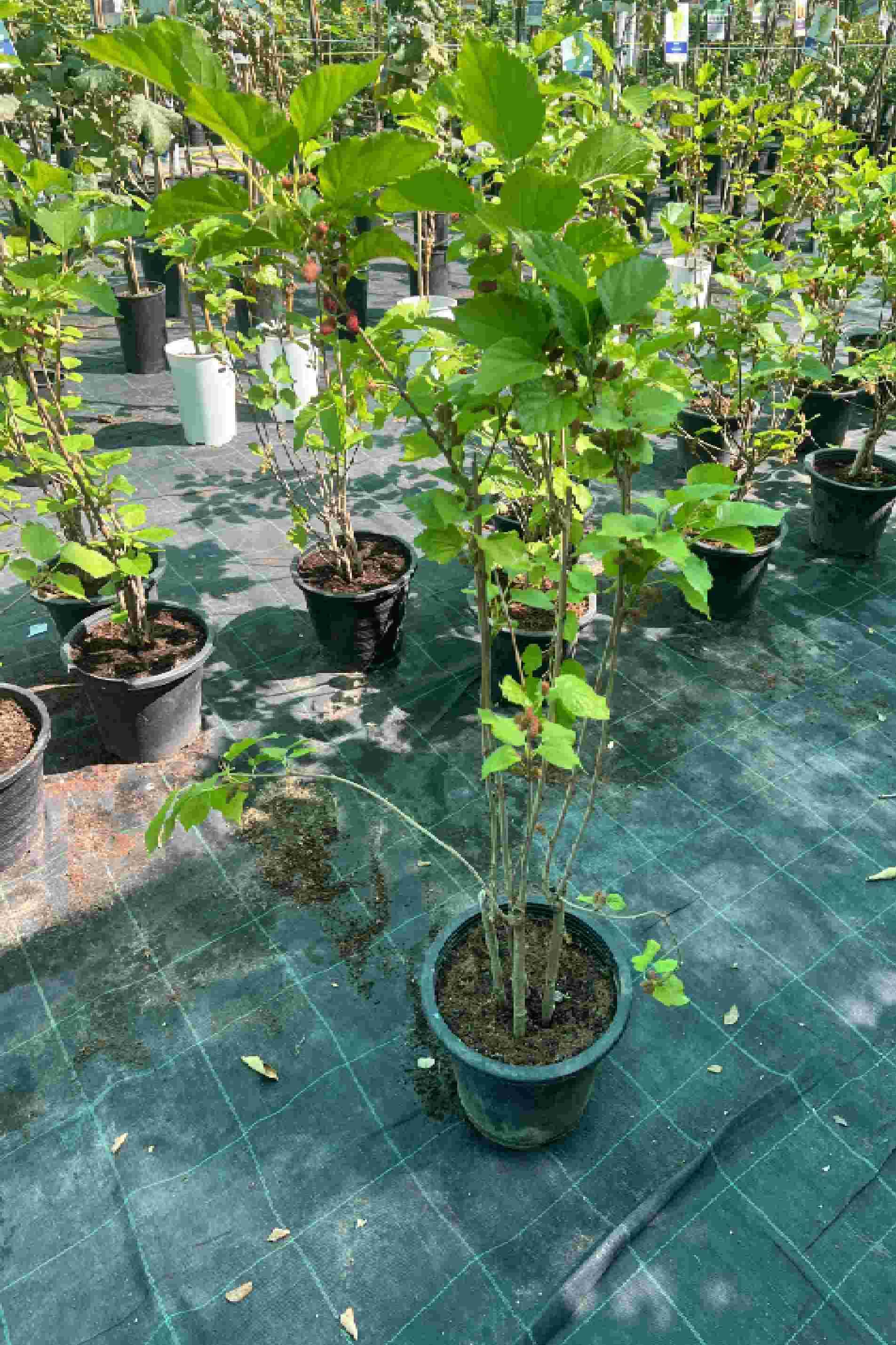 Mulberry Tree