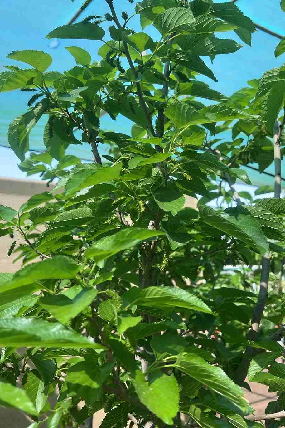 Mulberry Tree