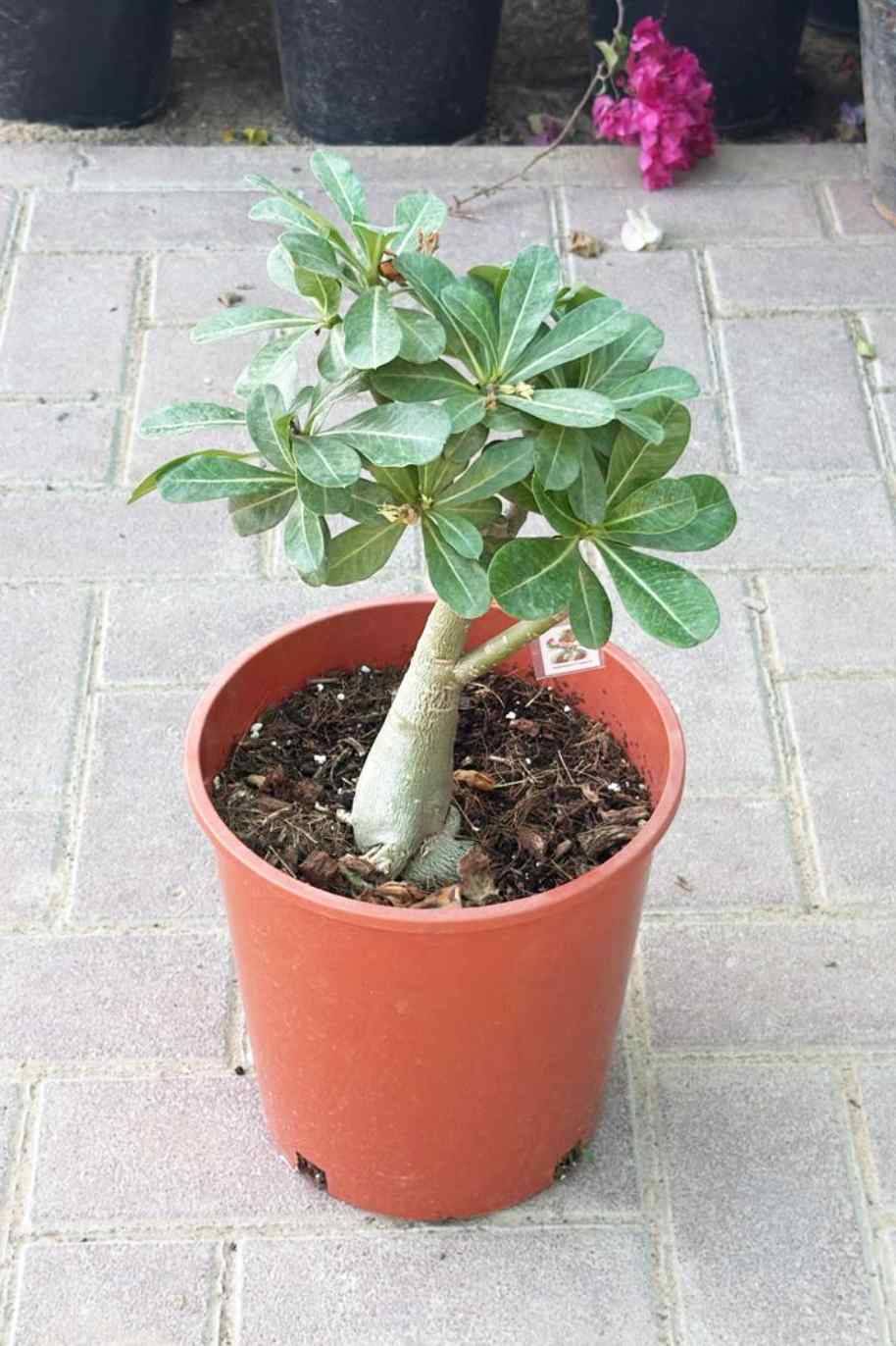 Adenium Obesum