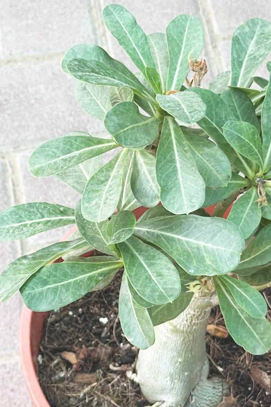 Multicolor Desert Rose - Adenium Obesum - image 3