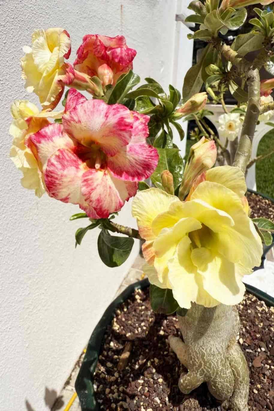 Multicolor Desert Rose