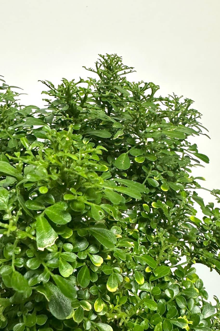 Murraya Paniculata