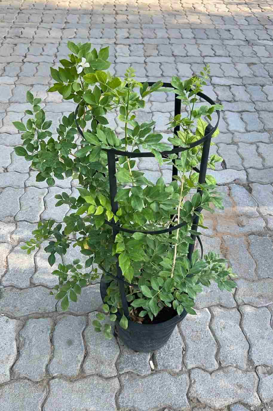 Murraya Paniculata