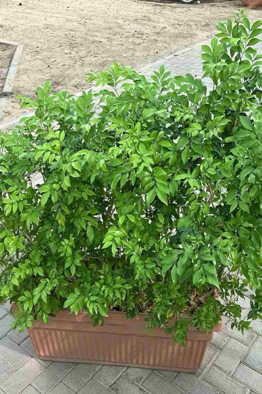 Murraya Paniculata Wall Shaped