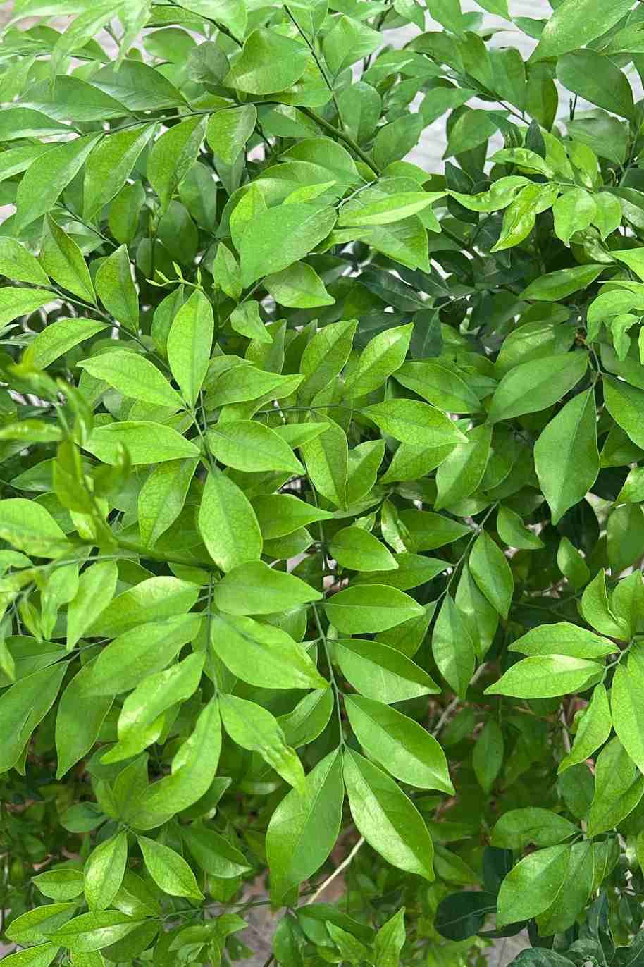 Murraya Paniculata
