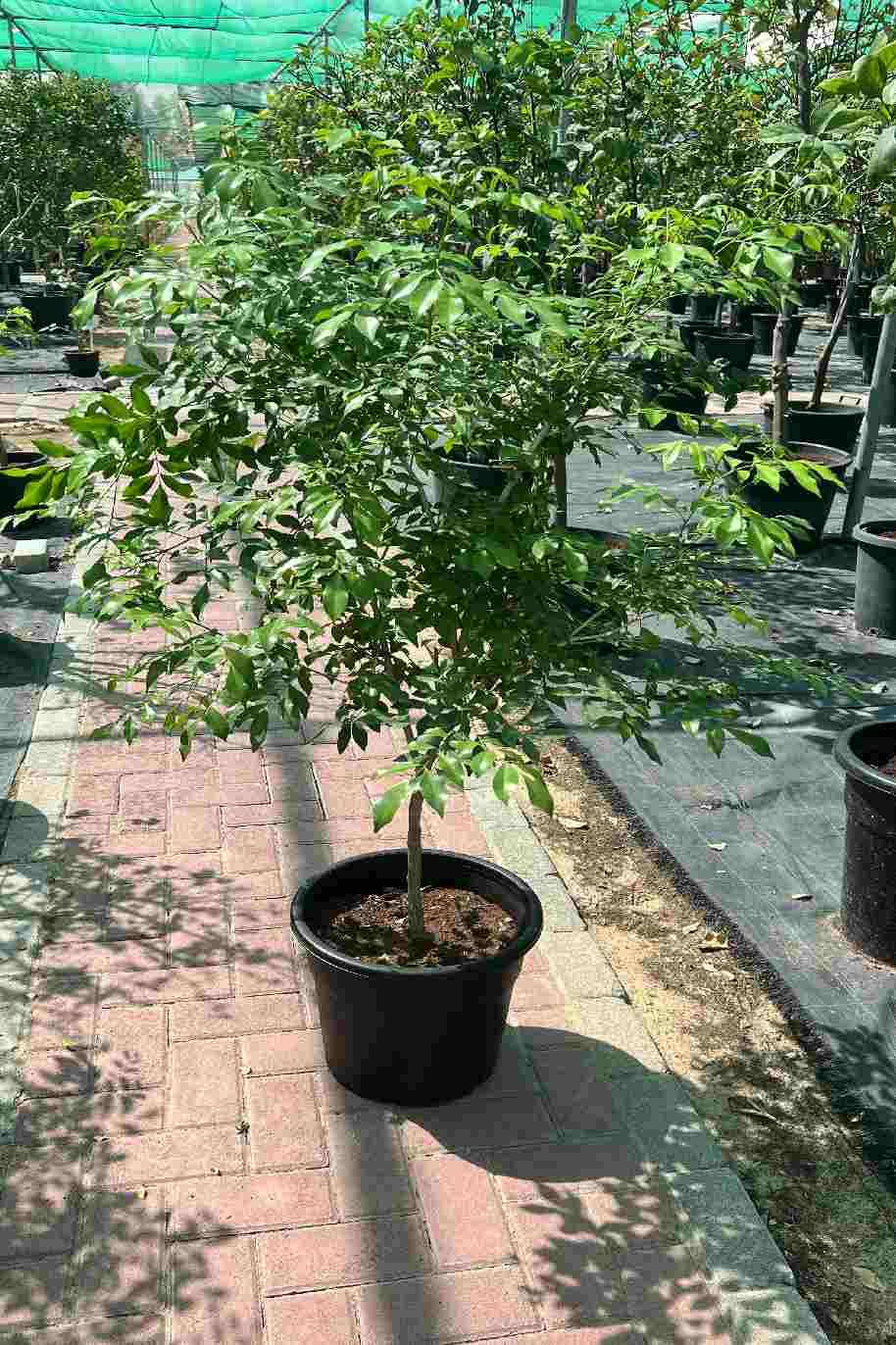 Murraya paniculata “Orange or Thai Jasmine” Tall