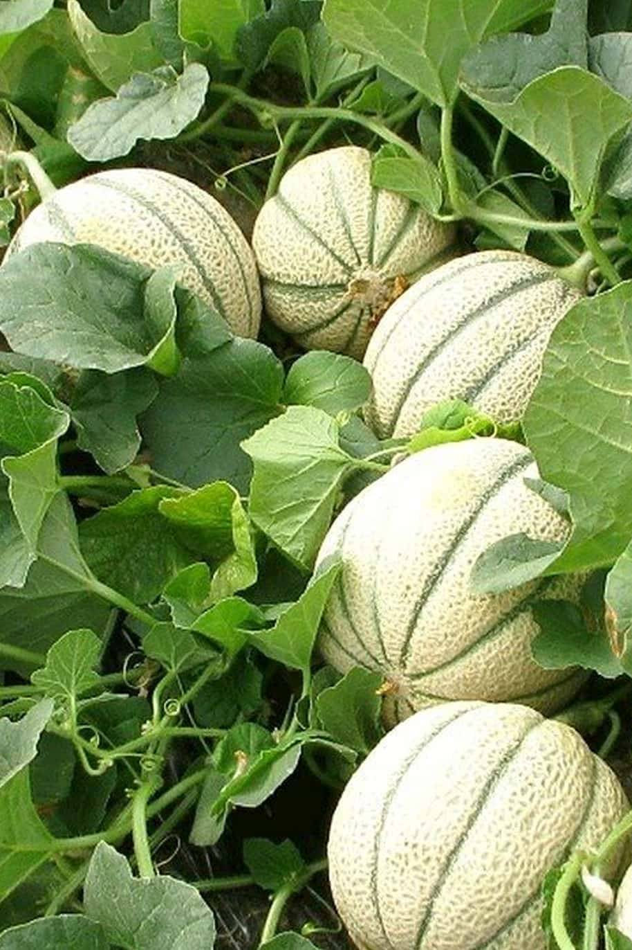Musk Melon Hybrid F1 Seeds