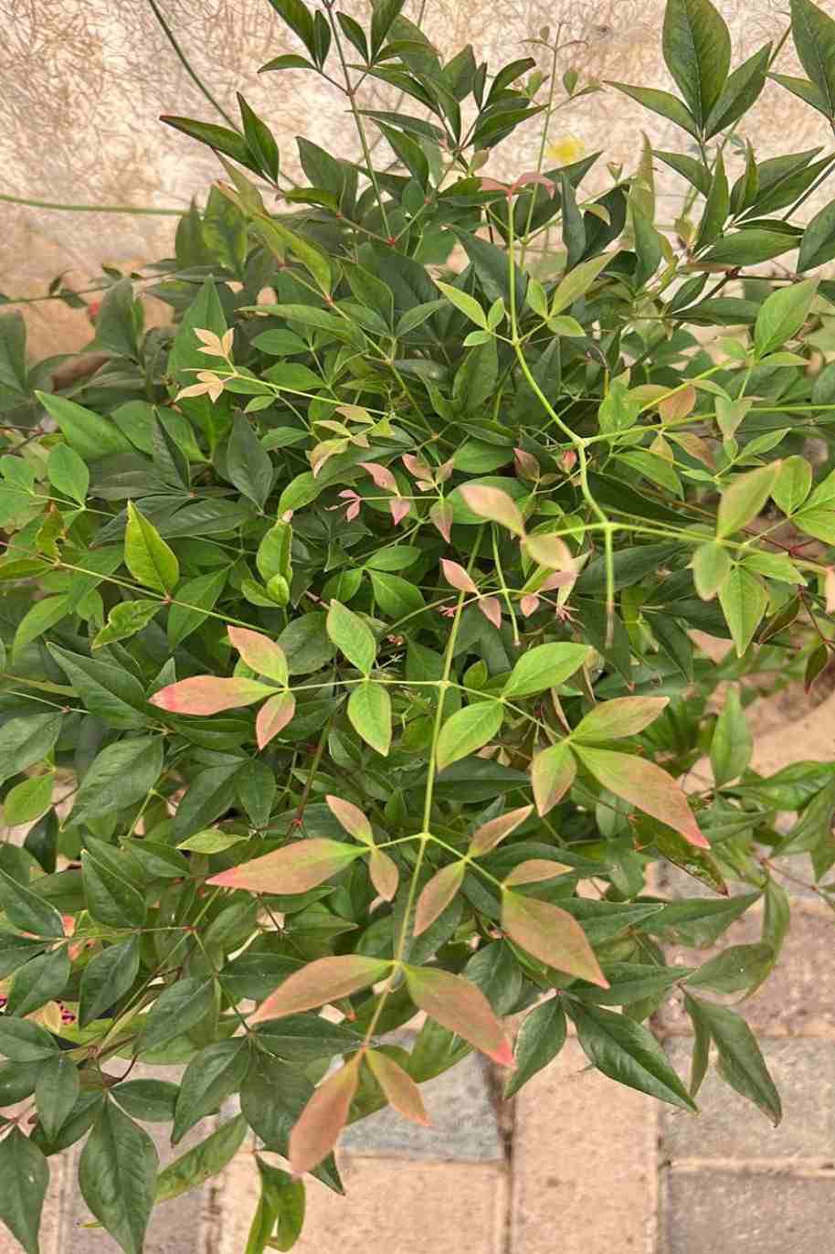 Nandina Domestica