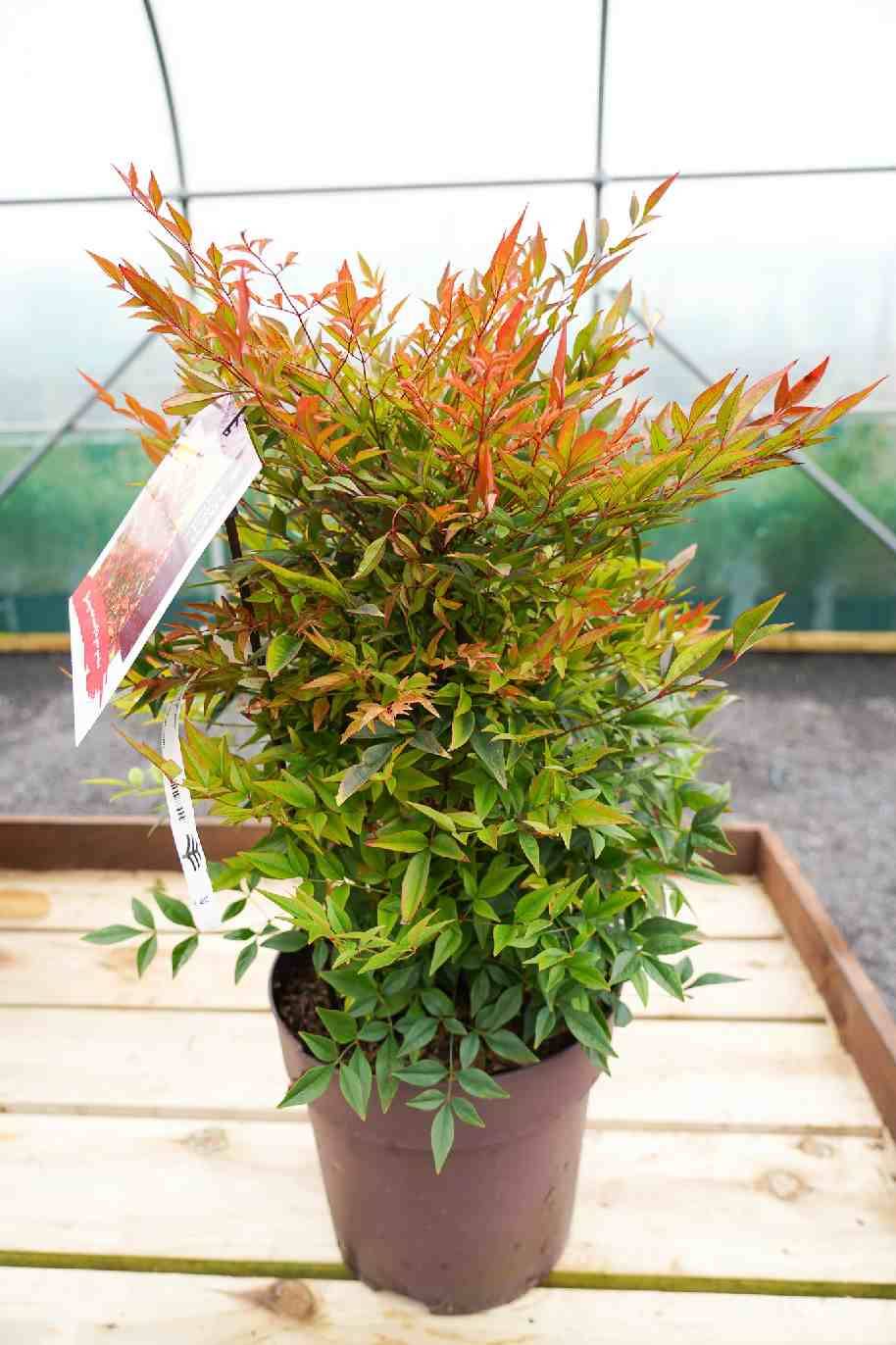 Nandina Domestica Gulf Stream - Sacred Bamboo