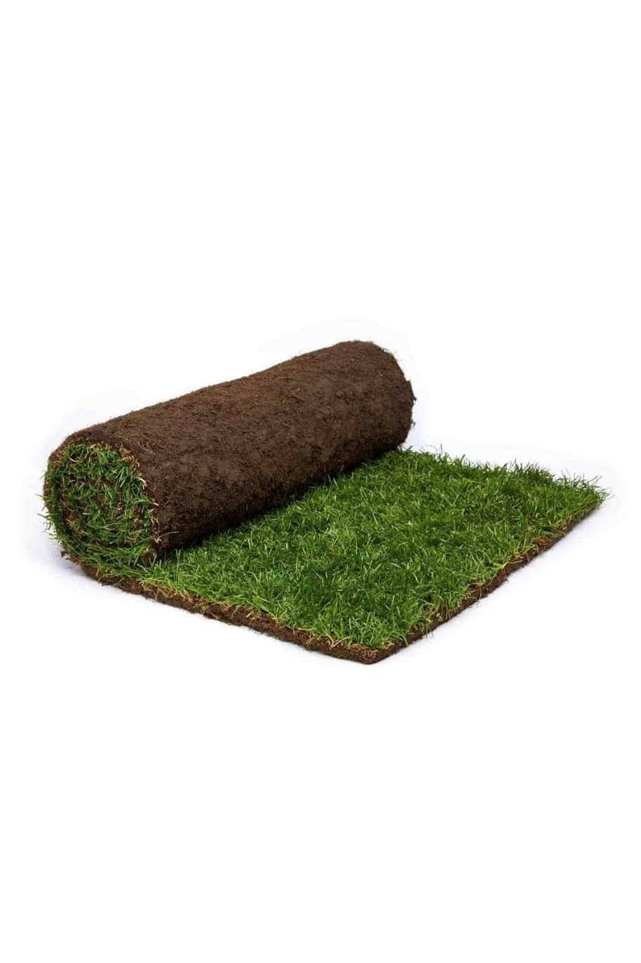 Natural Grass Carpet Roll (Paspalum)
