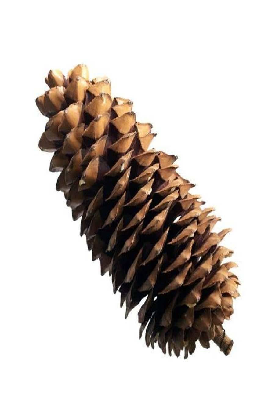 Natural Pine Cone