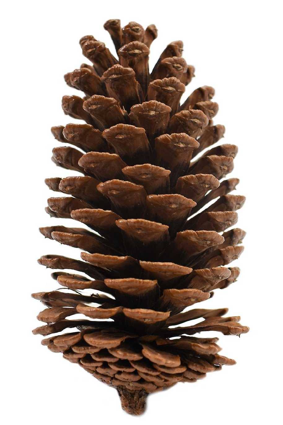 Natural Pine Cone