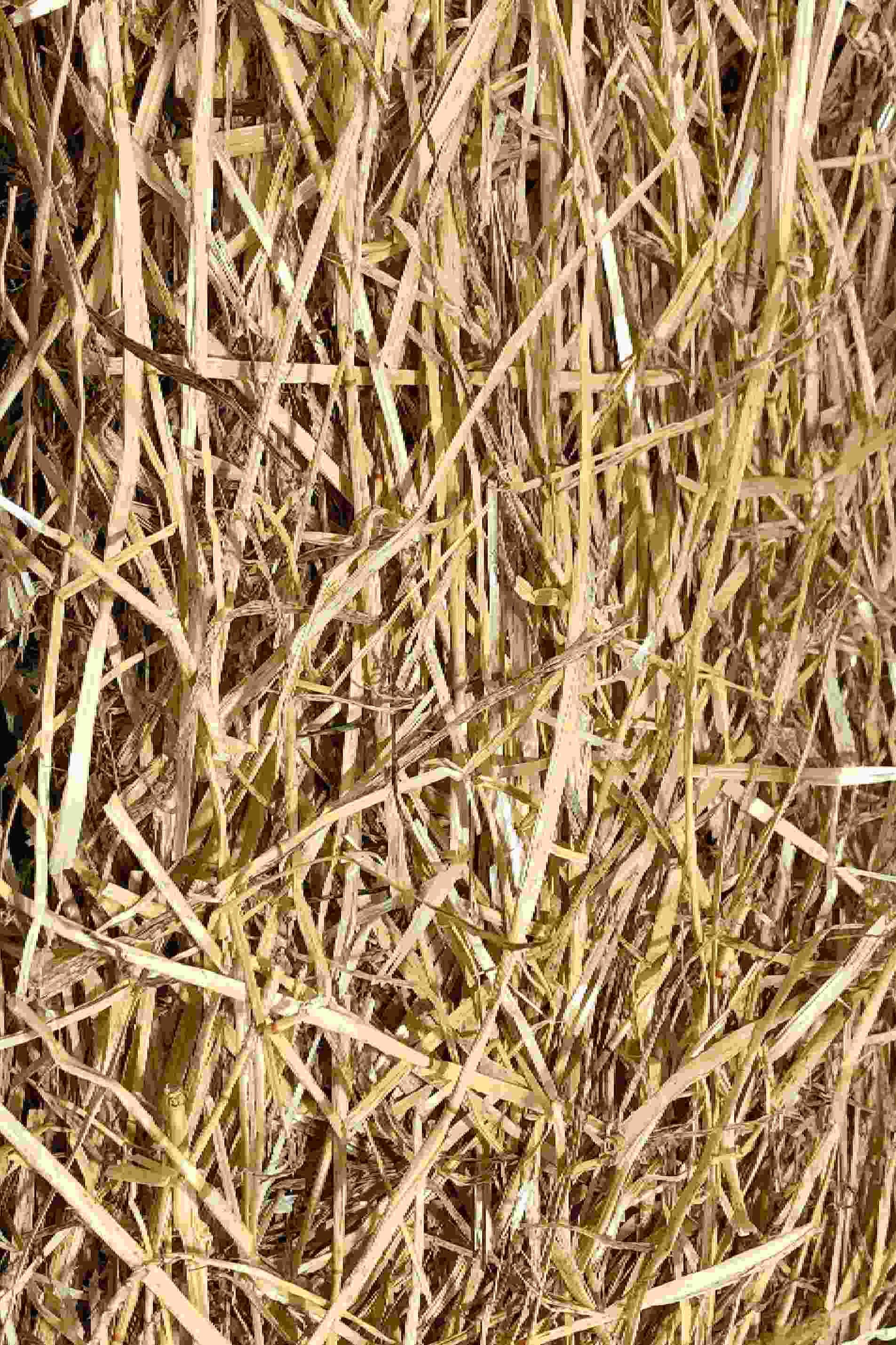 Natural Wheat Straw Grass