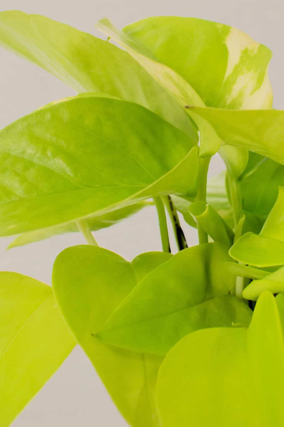 Pothos