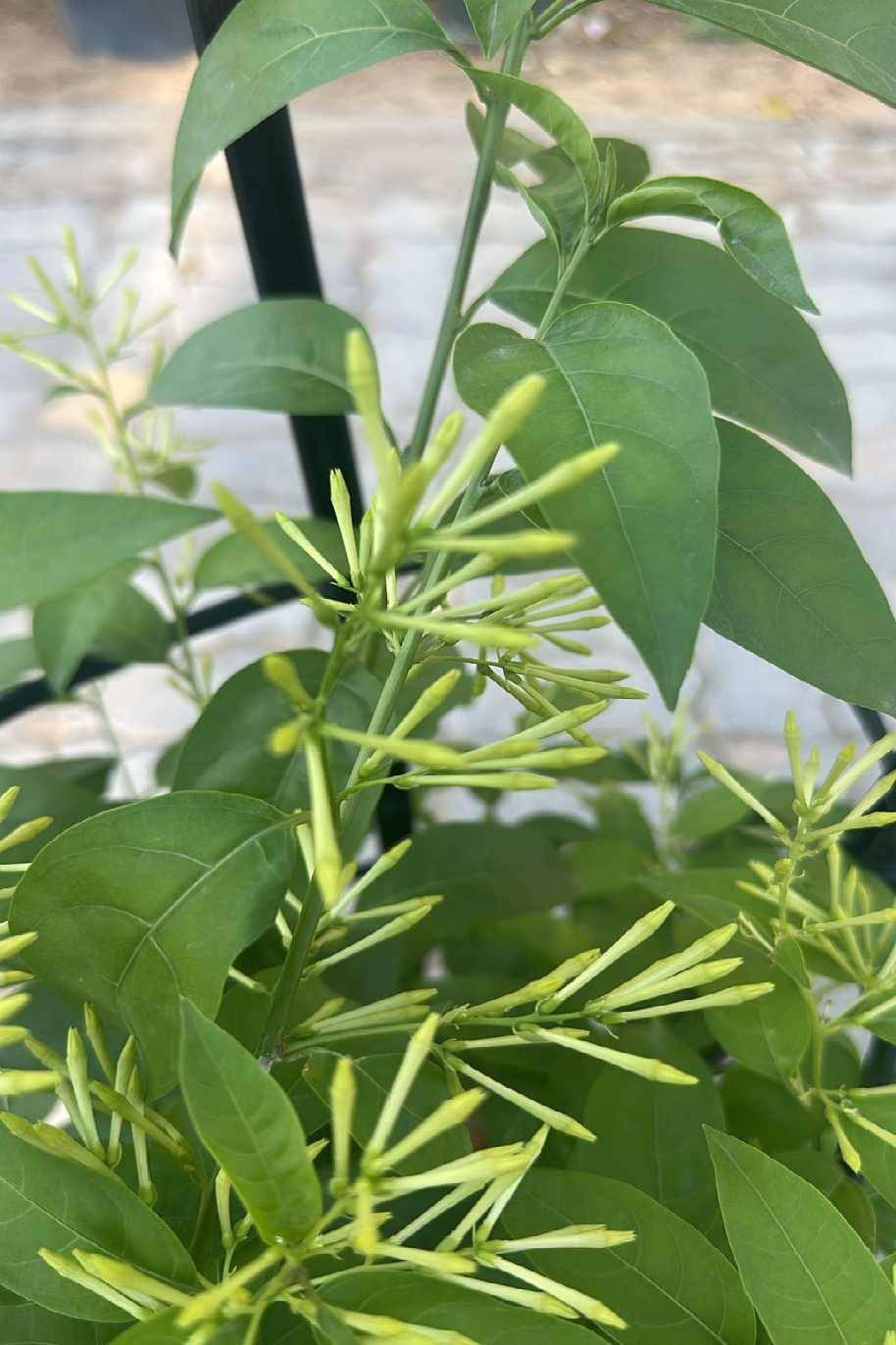Jasmine Seeds 30 Night Blooming  Grow Your Own Fragrant Evening Garden!  Perfume Jasmine Seeds