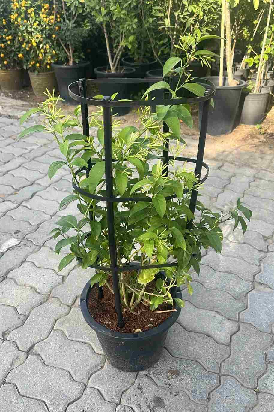 Night Blooming Jasmine