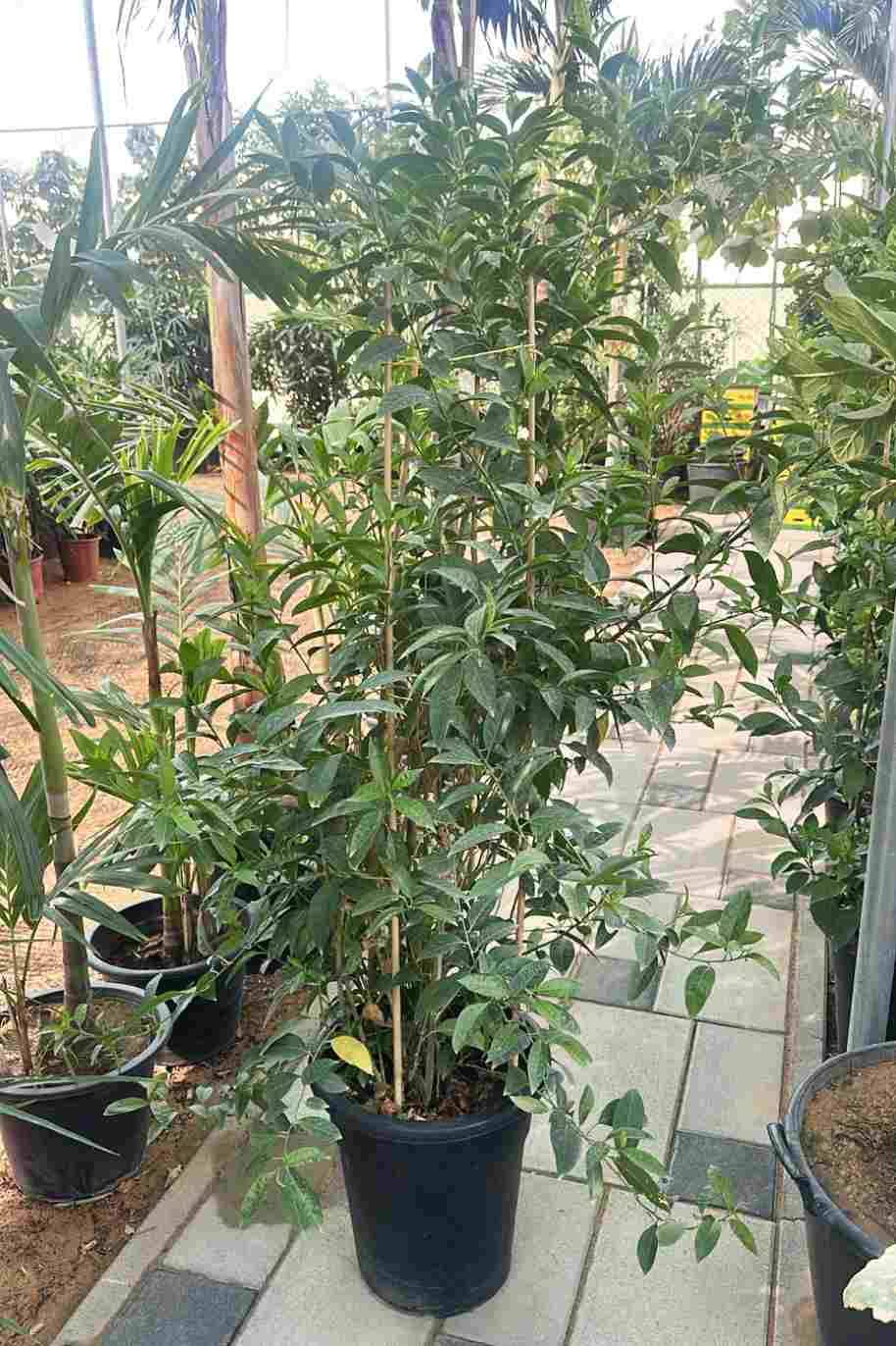 Cestrum Nocturnum