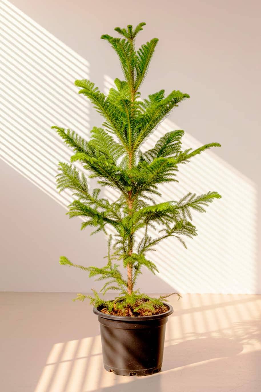 Norfolk Island Pine