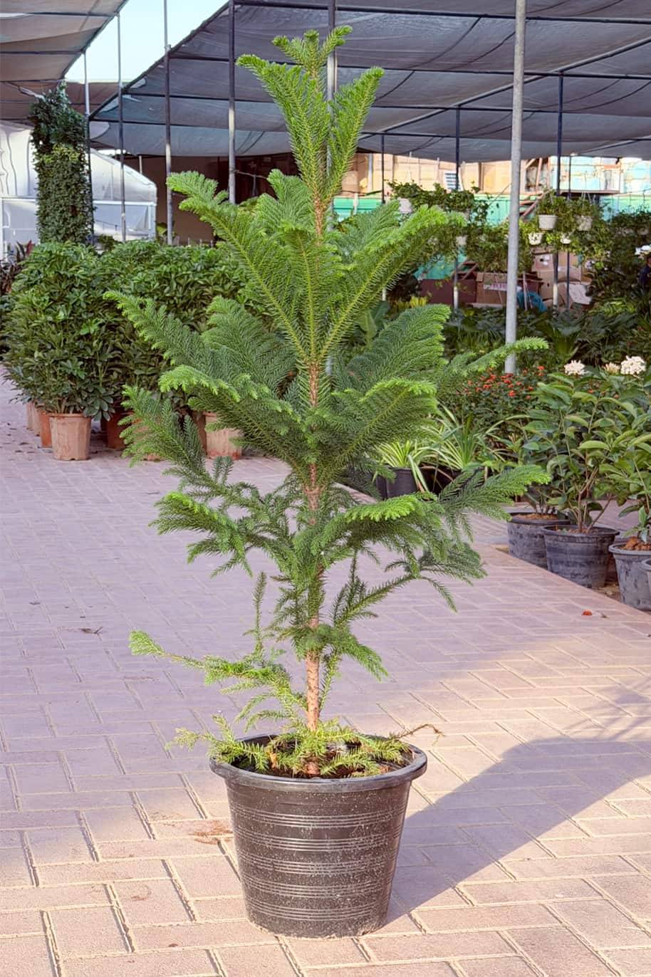 Norfolk Island Pine - Araucaria Heterophylla - image 3