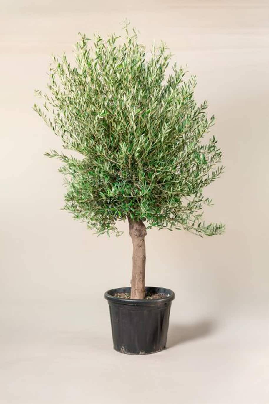 Olea Europa - Olive Tree Thick Trunk