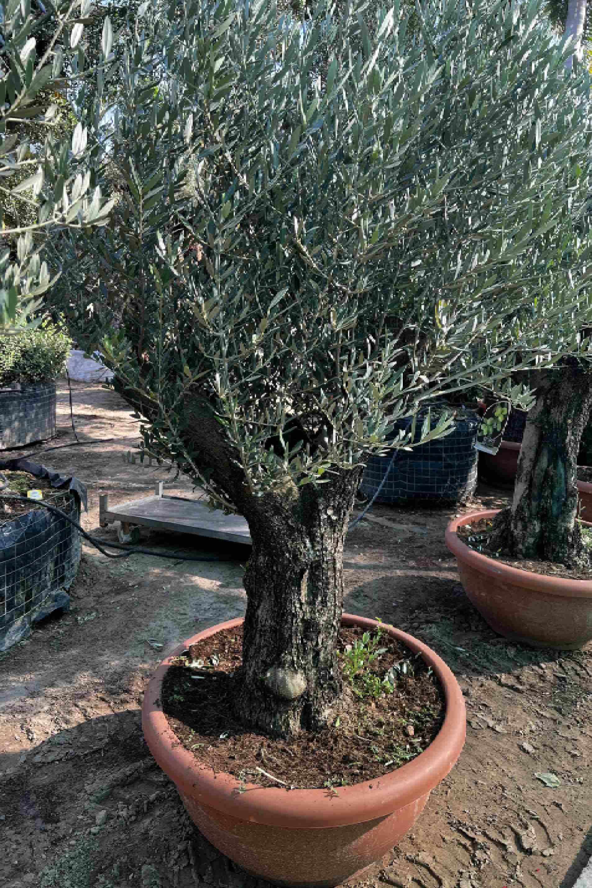Olea Europa Tarrina - Olive