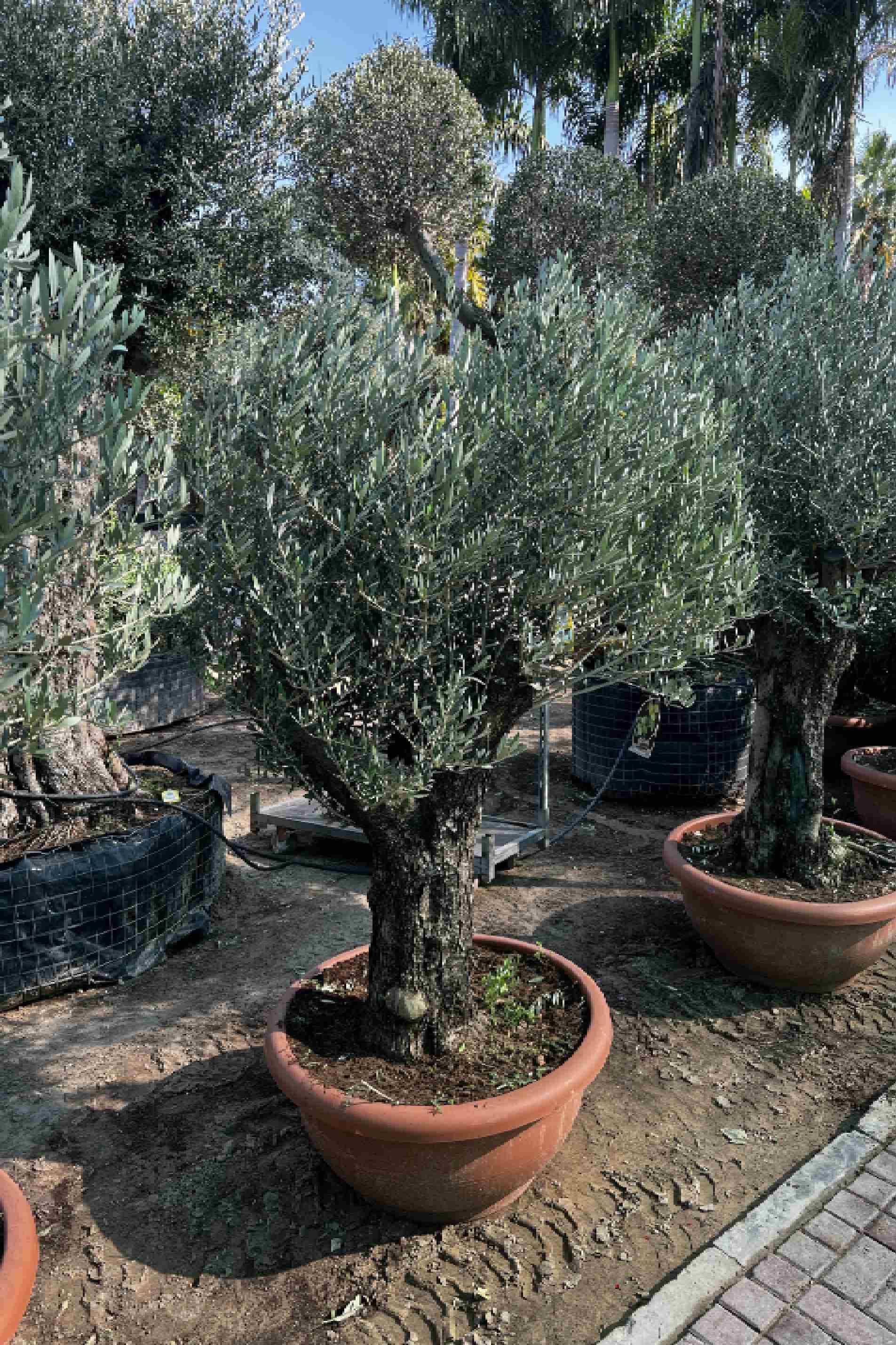 Olea Europa Tarrina - Olive
