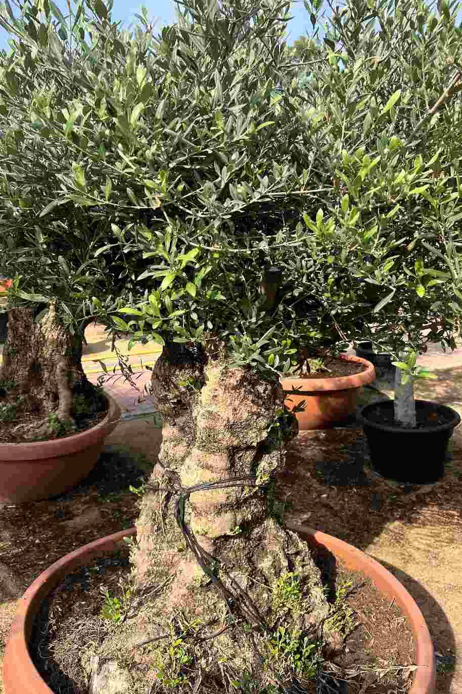 Olea Europea