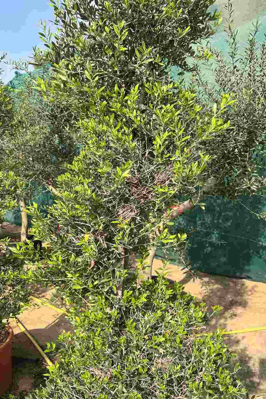Olea europaea Spiral - Olive
