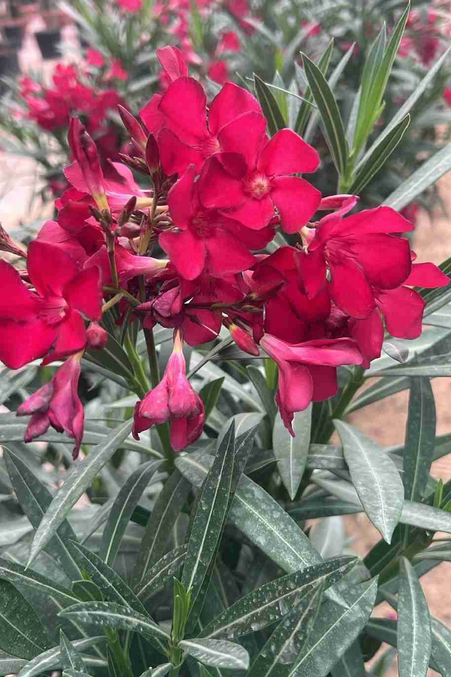 Oleander Bushy - Nerium Oleander - image 3